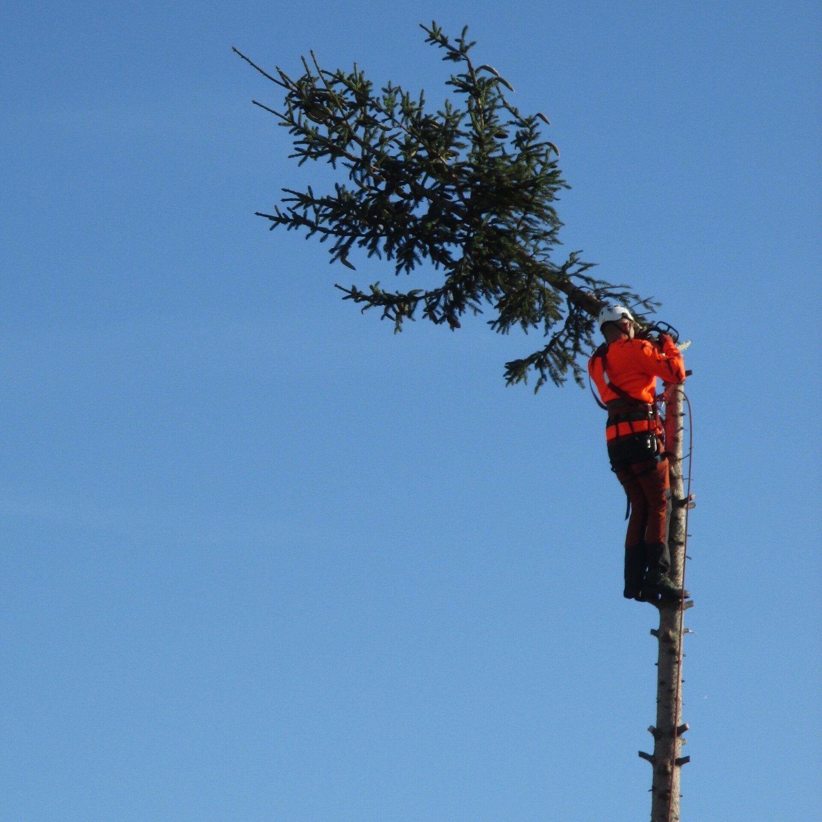 travaux d'abattage